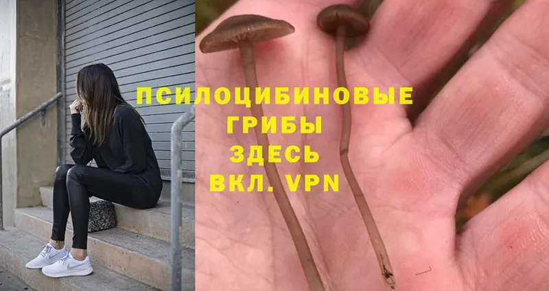 наркотики  Кодинск  Псилоцибиновые грибы Psilocybine cubensis 